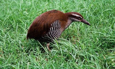 Vampire finches and deadly tree snakes: how birds went worldwide – and their battles for survival