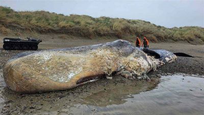 The jawbone of washed-up whale in New Zealand was removed with chainsaw and stolen