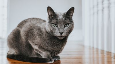32 things to know about Russian blue cats
