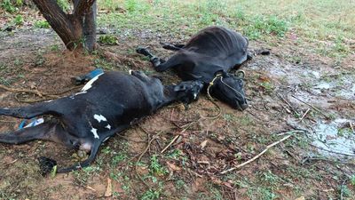 Lightning injures father, son; kills three cows in Tirupattur