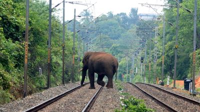 Trains can’t be stopped abruptly on sighting elephants on track, say loco pilots
