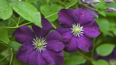 How to propagate clematis plants – expert tips for successful softwood cuttings