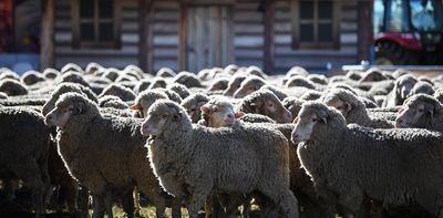 Australia is set to ban live sheep exports. What will this mean for the industry?