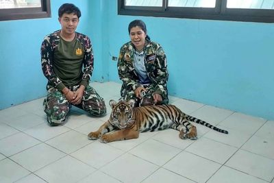 Owner of stray tiger cub must pay B1.4m