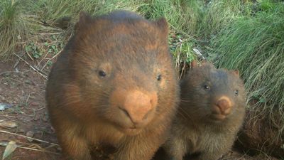 Wombat burrows help other critters survive after fires