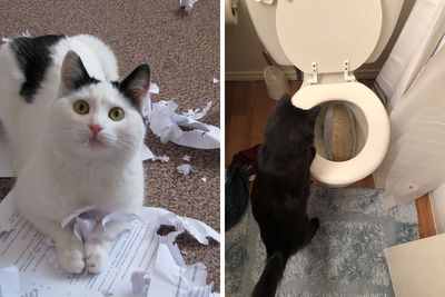 50 Destructive Cats That Weren’t Fast Enough To Escape The Scene Of The Crime