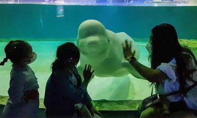 ‘Free Bella’: campaigners fight to save lonely beluga whale from Seoul mall