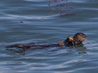 When sea otters lose their favorite foods, they can use tools to go after new ones