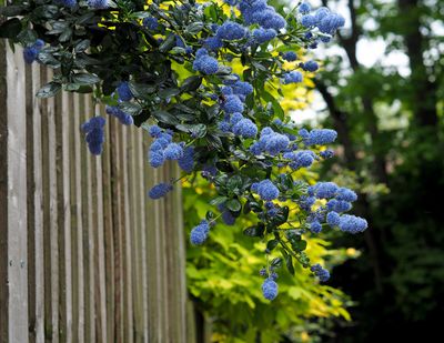 This Trending Plant Adds Beautiful Color to Your Yard — And Makes for a Surprisingly Good Privacy Hedge, too