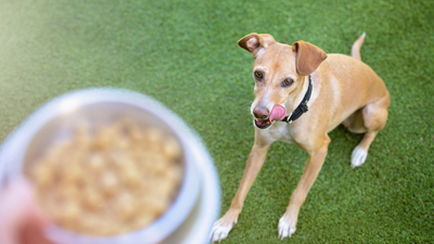 Pedigree vs Purina dog food: Which is best for your canine companion?