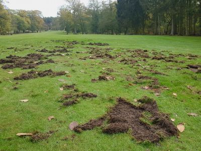 What Are Leatherjackets And Why Are They A Problem For Golf?