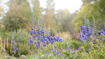 How to care for delphinium plants – 3 expert tips for long-lasting flowers