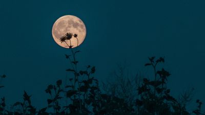 Tonight's 'Flower Moon' will rise close to a red supergiant star