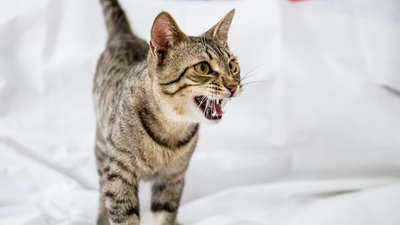 Why does my cat get aggressive at night? Vet reveals the answer and what to do about it