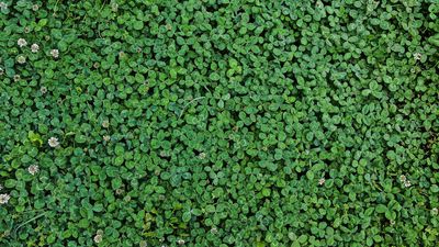 8 unexpected benefits of growing clover in your yard