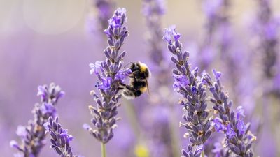 It's World Bee Day – 5 types of bees and what to plant to attract them to your garden, according to entomologists