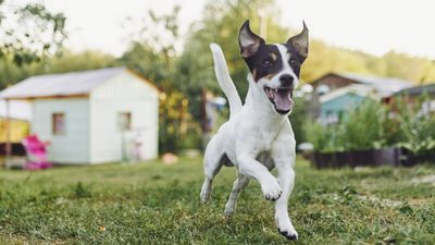 This one simple tip will stop your dog running out the door before walks, according to a trainer