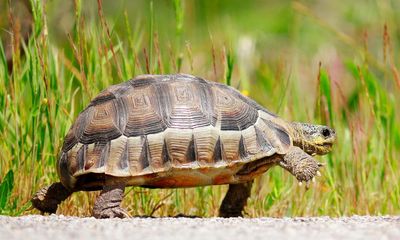 It’s human v tortoise in the Beddington household. And the tortoises are winning