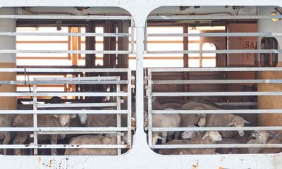 Voter views on animal welfare are changing – and taking the live sheep export trade with them