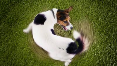 Why is my dog spinning in circles? A vet explains