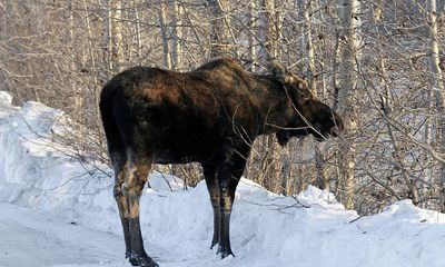 Moose attack in Alaska kills man, prompting investigation