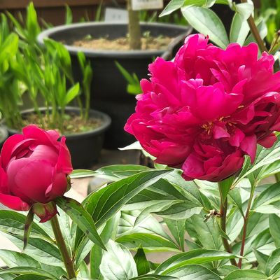 Can you take cuttings from peonies? Yes, as long as you follow this step-by-step guide