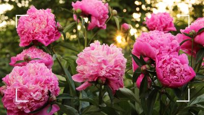 Should you deadhead peonies? Garden experts reveal the secret to better blooms