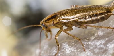 A pest of our own making: revealing the true origins of the not-so-German cockroach