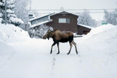 Huge moose attacks and kills man attempting to take photos of her calves