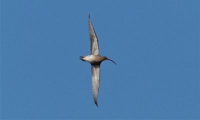 Country diary: The agony and ecstasy of the curlew song