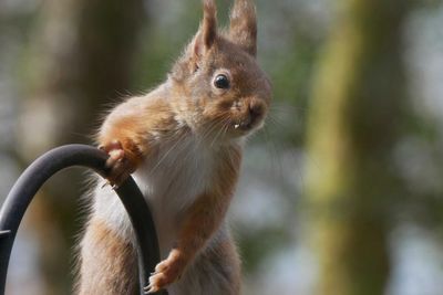 Charity reintroduces red squirrels on Scottish west coast and Highlands