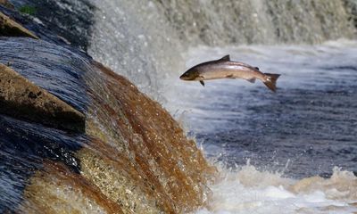 Migratory freshwater fish populations ‘down by more than 80% since 1970’