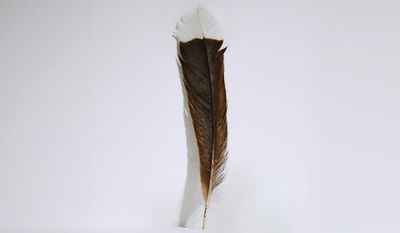 More valuable than gold: New Zealand feather becomes most expensive in the world