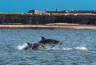 See the Scottish spots named among the best for marine wildlife in the UK