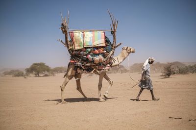 Demise Of Rangelands 'Severely Underestimated': Report