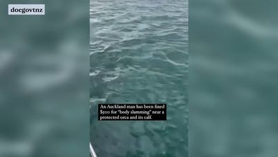 Watch: New Zealand man jumps off boat and 'body slams' orca swimming with calf