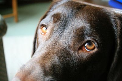 Puppy-dog eyes didn’t just evolve to influence humans, study finds