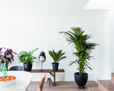 This Houseplant Expert Says You Should Fertilize Indoor Gardens Every "10 to 14 Days" During Spring — Here's Why