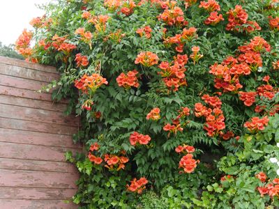 7 Fast-Growing Climbing Plants That Are Best Avoided — They Can Quickly Overwhelm Fences and Other Plants