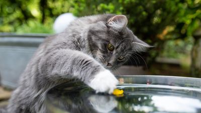 Why does my cat paw at her water bowl? Vet reveals the 6 most common reasons (and what you can do to stop it)