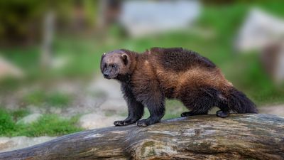 “I am thrilled to welcome wolverines back" – Colorado's wild is getting a new resident