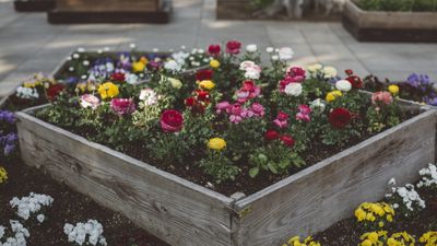 7 raised bed gardening mistakes to avoid – for a bumper fruit and vegetable harvest