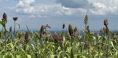Sweet sorghum is a hardy, nutritious, biofuel crop that offers solutions in drought-hit southern Africa