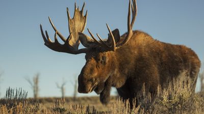 See moose on the loose chasing thoughtless hikers at Yellowstone National Park