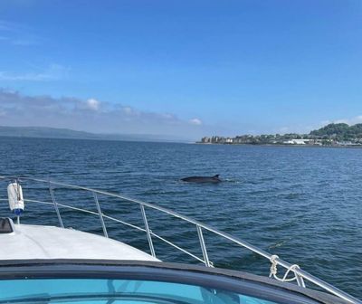 Watch spectacular video of minke whale in the Firth of Clyde