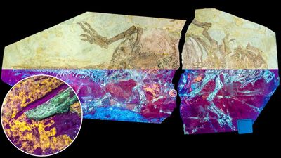 New dinosaur discovery sheds light on one of evolution’s greatest mysteries