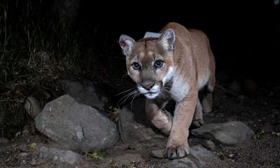 ‘P-22’s spirit’: new mountain lion seen in LA over a year after celebrity cougar’s death