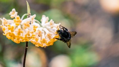 5 natural repellents for carpenter bees – that won’t damage your home or health