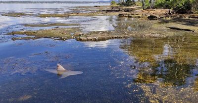 Close encounter with shark resting in ankle deep water