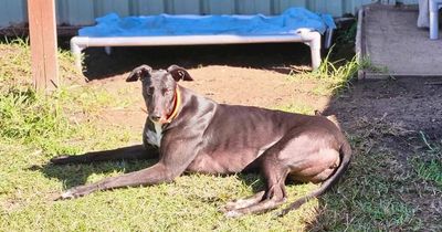 'No warning': Security escorted staff out, as greyhound adoption site shuts